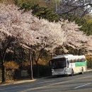 울산 동구 벗꽃 소식 이미지