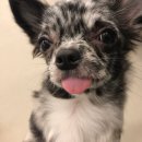 도니바니 애견유치원 이미지