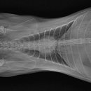 동물병원 All Pets 이미지