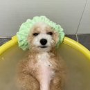 면역공방제주