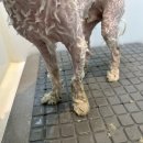 뽀프퍼피 이미지