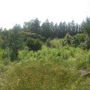 강정동-2 이미지