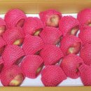 강보농장 이미지