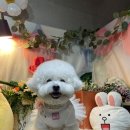 다엘리 이미지