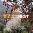 송광사&벚꽃길 | 전북관광 BTS촬영지 한옥마을 벚꽃명소 고요한 사찰 송광사