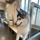 혼자두면 장판뜯어서 차린 개카페 이미지