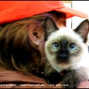 시지동물병원 이미지