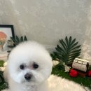 뽀송뽀송강아지미용실 이미지