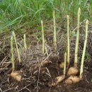 천마가스 이미지