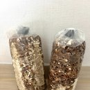 표고버섯재배 키트 드림버섯농장