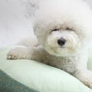 그레잇도그