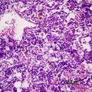 담수 머레이 대구(Maccullochella peelii peelii)의 Megalocytivirus(Iridovirus) 이미지