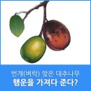 벼락맞은대추나무 이미지