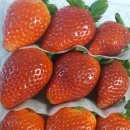 두리 한우 농장 | 딸기계의 에르메스 용호네농장 두리향 구매후기 딸기선물추천