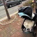 스담멍스 이미지