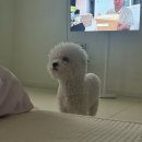건지돈 | &#39;안녕똑독아&#39; 반려견 문제행동 청주 방문교육 방문훈련 내돈내산 후기 (~2회차)