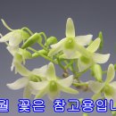 난꽃21 석곡 신품종 반려식물 이름짓기 동영상 보기 ﻿ 이미지