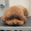 밤비동물병원 이미지