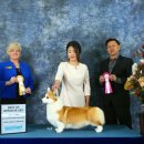 더 굿보이(THE GOODBOY) 이미지