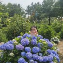 울산 수국축제보고~ 언양맛집 또간집 최소5번이상 내돈내산후기 : ) 언양기와집불고기 1시간30분웨이팅;