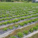 태동농장 이미지