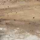 야생화단지 이미지