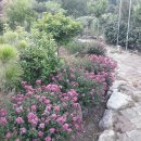 나라꽃 미니정원 이미지