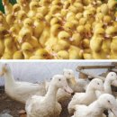 박실농장 이미지