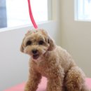 블레스펫 살롱 이미지