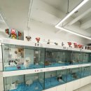 퍼피슈가 이미지