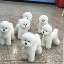 댕댕이미용 이미지