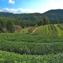 녹차농원 이미지