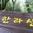 한라산영실돌오름표고버섯 이미지