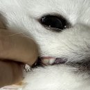 보라매동물병원 이미지