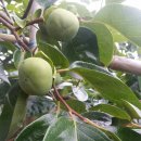 감나무집 농원펜션 이미지