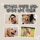 쇼미더펫 | 댕와 냥이의 이벤트. 참여만 해도, 상품이 와르르 쇼미더꾸숀 후기 인증 리뷰 이벤트