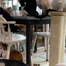 고양이PC&카페 이미지