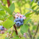 ㈜자연과생명 이미지