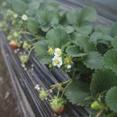 두현농장 이미지