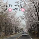 [확정공지] 4월13일 수요일 - 청도 운문사 & 운문 호반 에코트레일 걷기 & 청도미나리 삽겹살구이 이미지