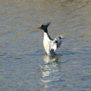 낙동강오리알 이미지