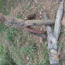 윤영민 카카오 검색결과