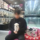 내 품안의 반려견(강서점) 네이버블로그