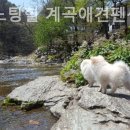 가평노팅힐계곡애견펜션