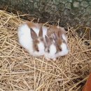 대관령 아기동물농장 이미지