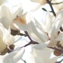 새실로암약국 이미지