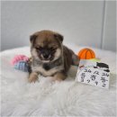 드림독 강아지분양 안심분양센터 잠실점 | 부산강아지분양 드림독, 완벽한 반려견 찾는 법 리스트