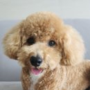 도몽몽 이미지
