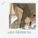 서울대병원 | 눈물샘막힘 돌전아기 서울대병원 안과 진료 후기