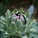 아티쵸크(Artichoke) 이미지